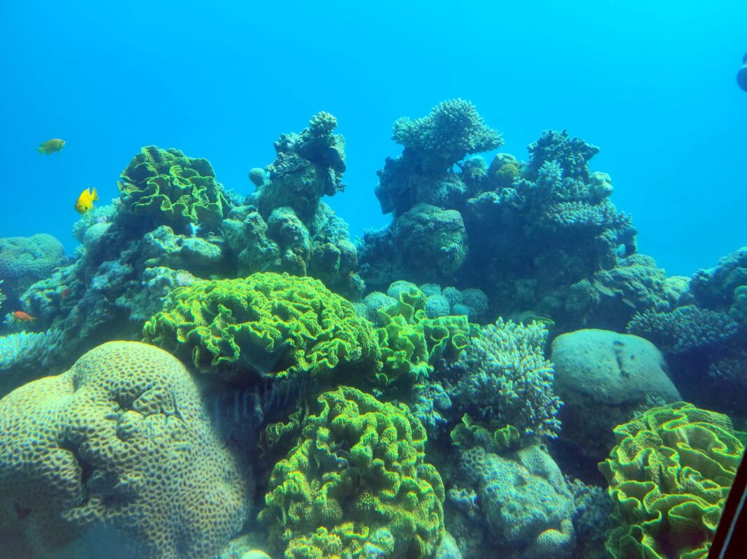 צפייה תת ימית באלמוגים