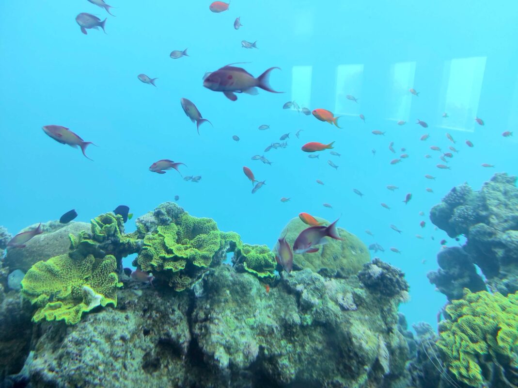 צפייה תת ימית בדגים