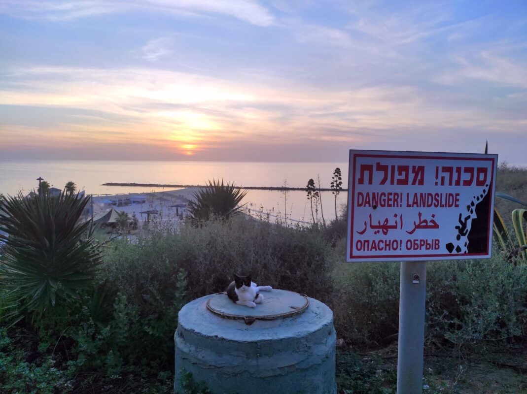 זה בסדר, חתול תמיד נופל על הרגליים