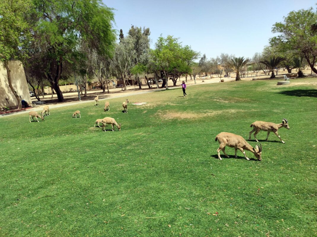 יעלי שדה בוקר
