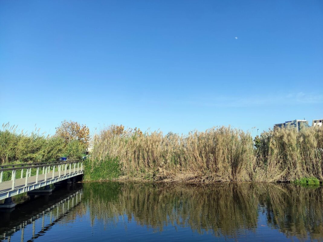 קני סוף משתקפים