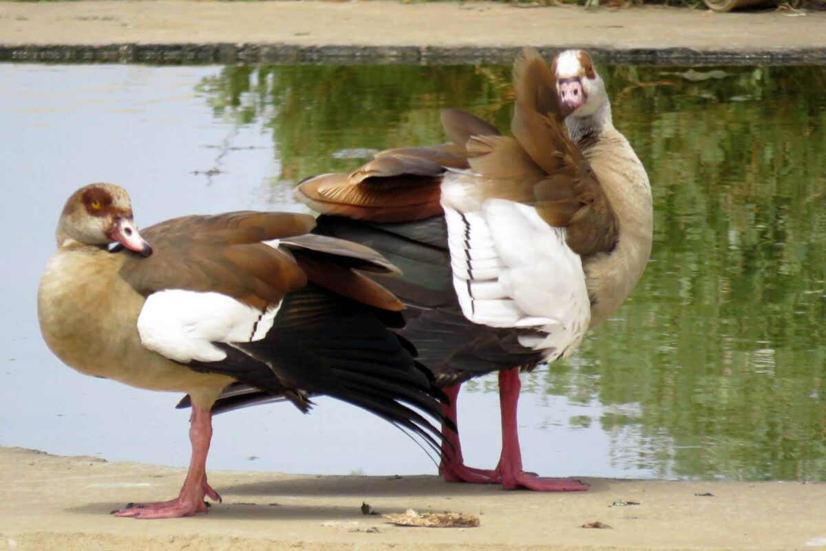 זוג יו...ברווזים