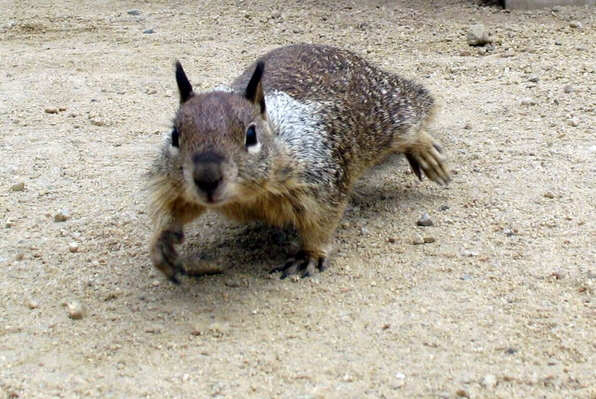 סנאי קליפורני