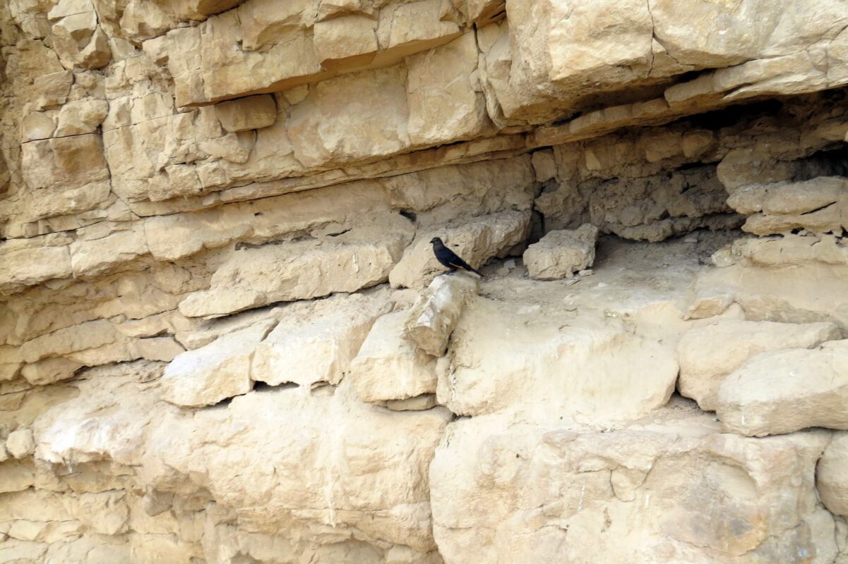 ציפור? פה? בחום הזה?