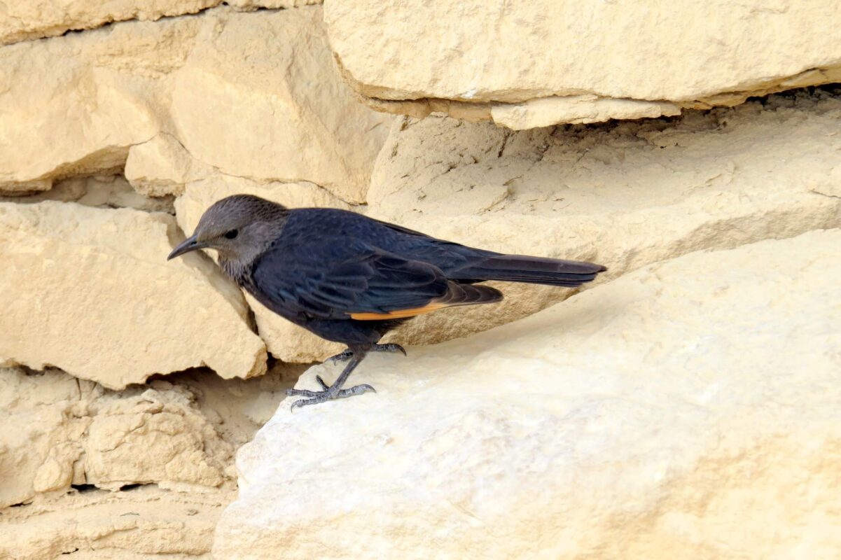 טְרִיסְטְרָמִית - זרזיר ים המלח