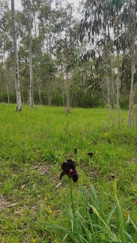 איריס או אירוס? שניהם תקינים