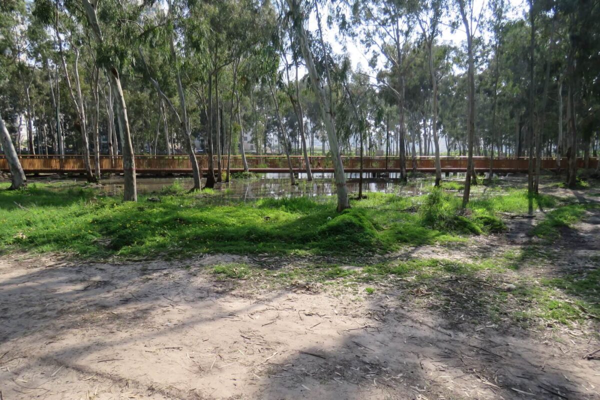 הגשר במלוא הדרו