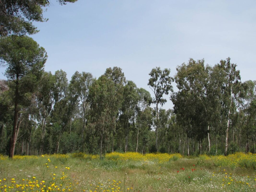 החורשה מלאה בצבעי אביב