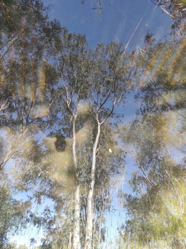 השתקפות עץ ואי השתקפות שלי