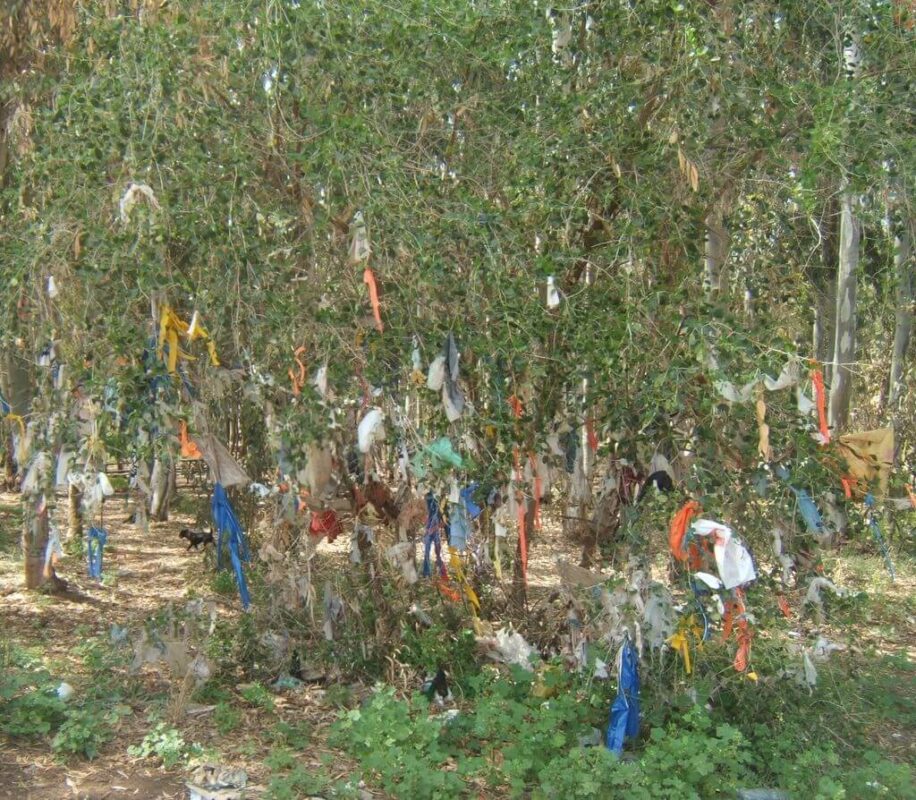 עץ המשאלות ז"ל