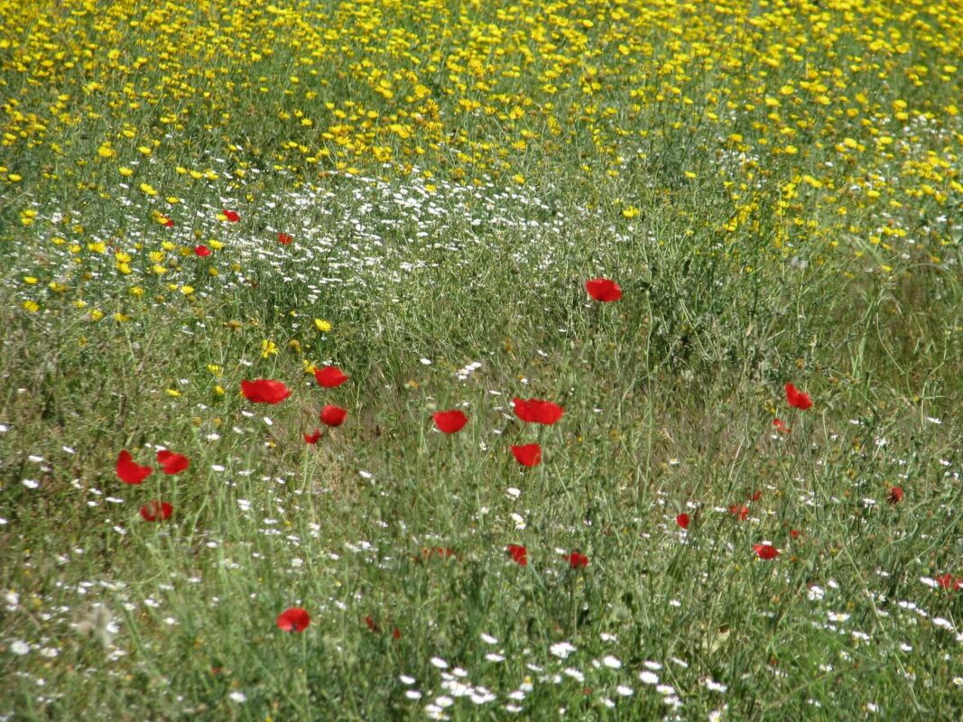פרג, כלנית או נורית? לא יודע צריך להסתכל בפנים