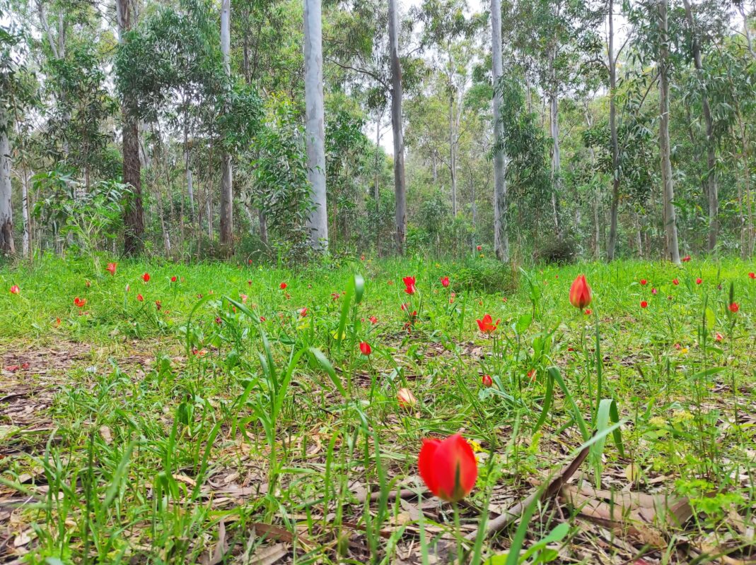 צבעוני שנותן הרבה צבע