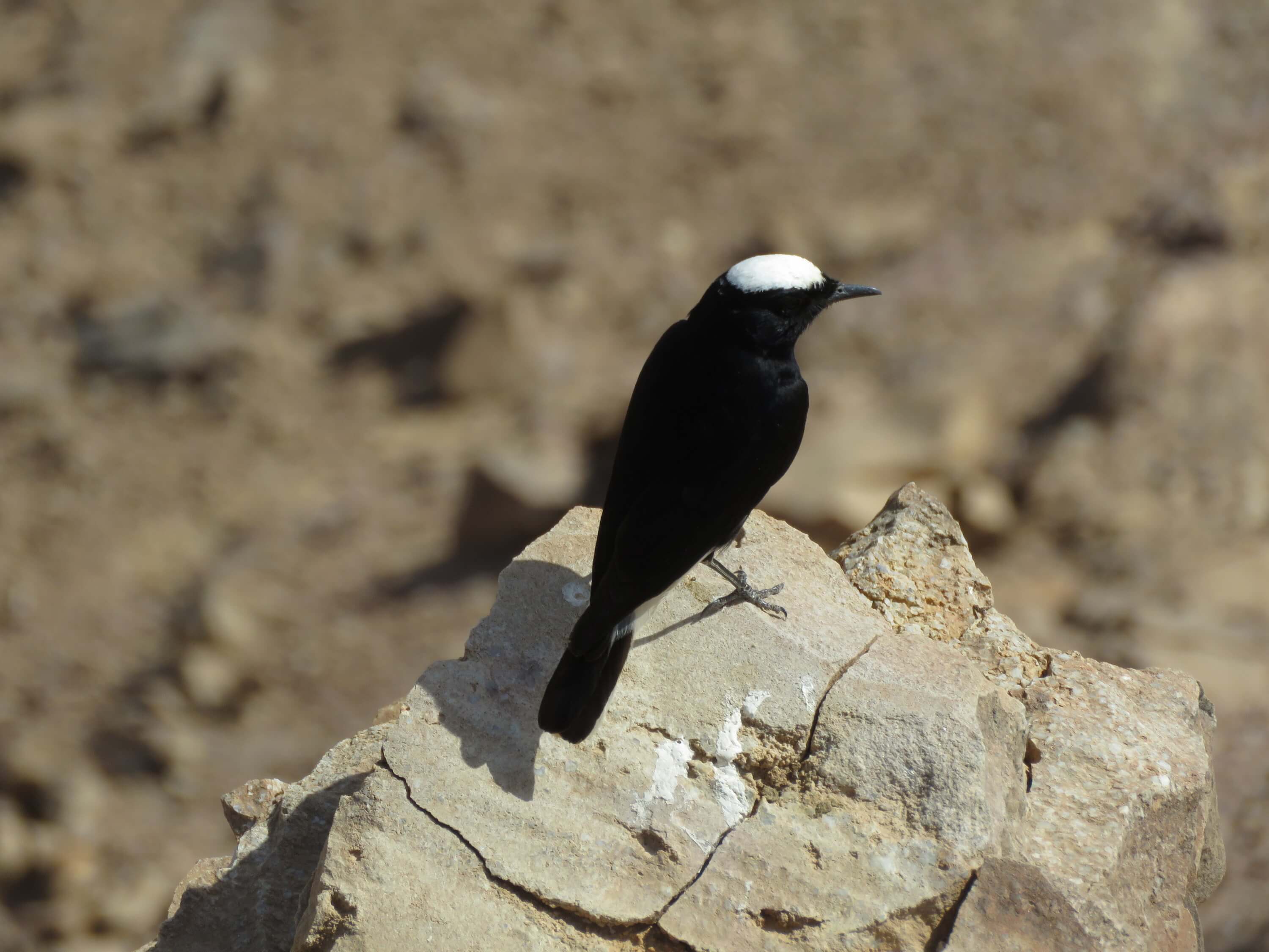 Black-bellied Wheatear