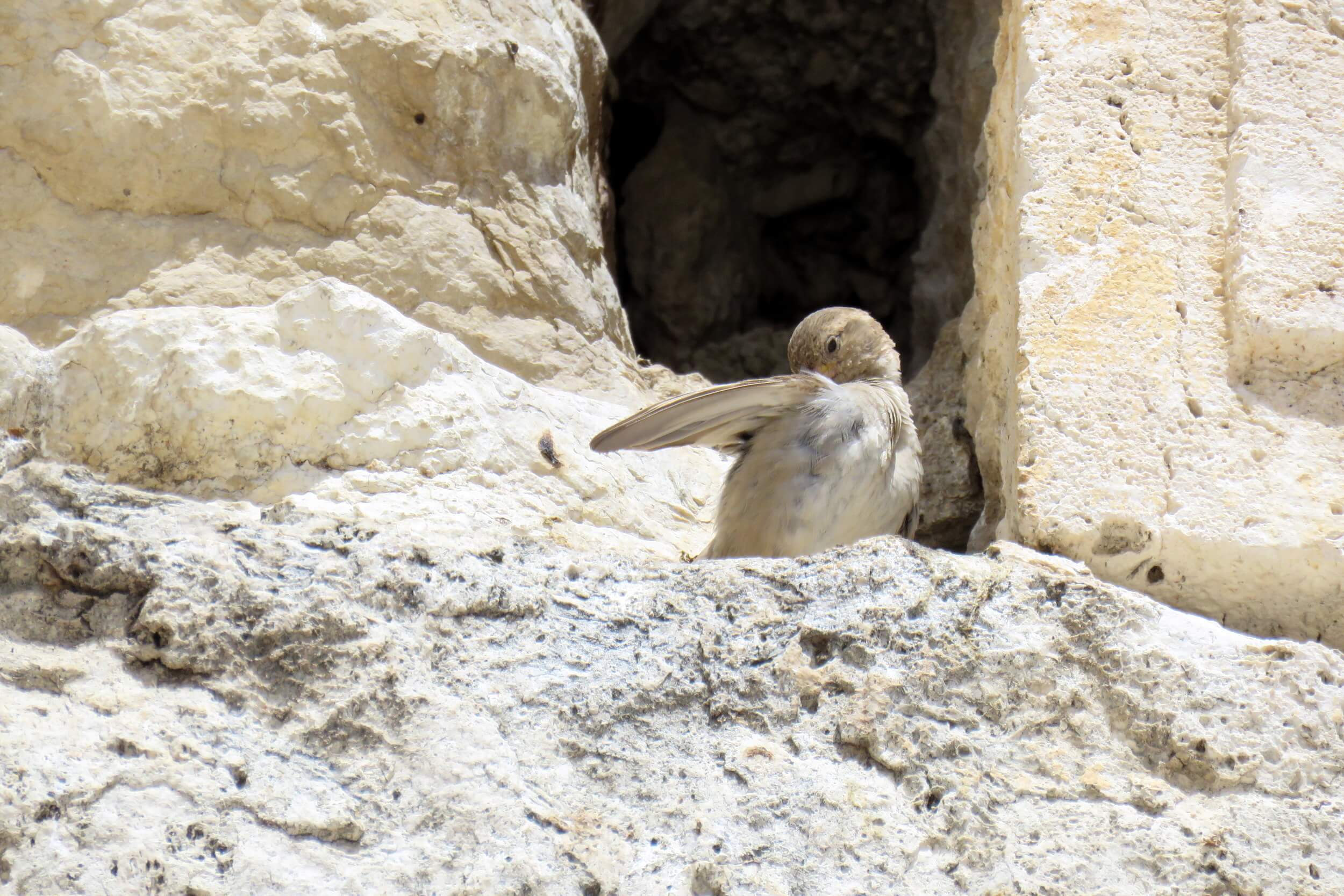 Bathing in the cleanliness of his wings