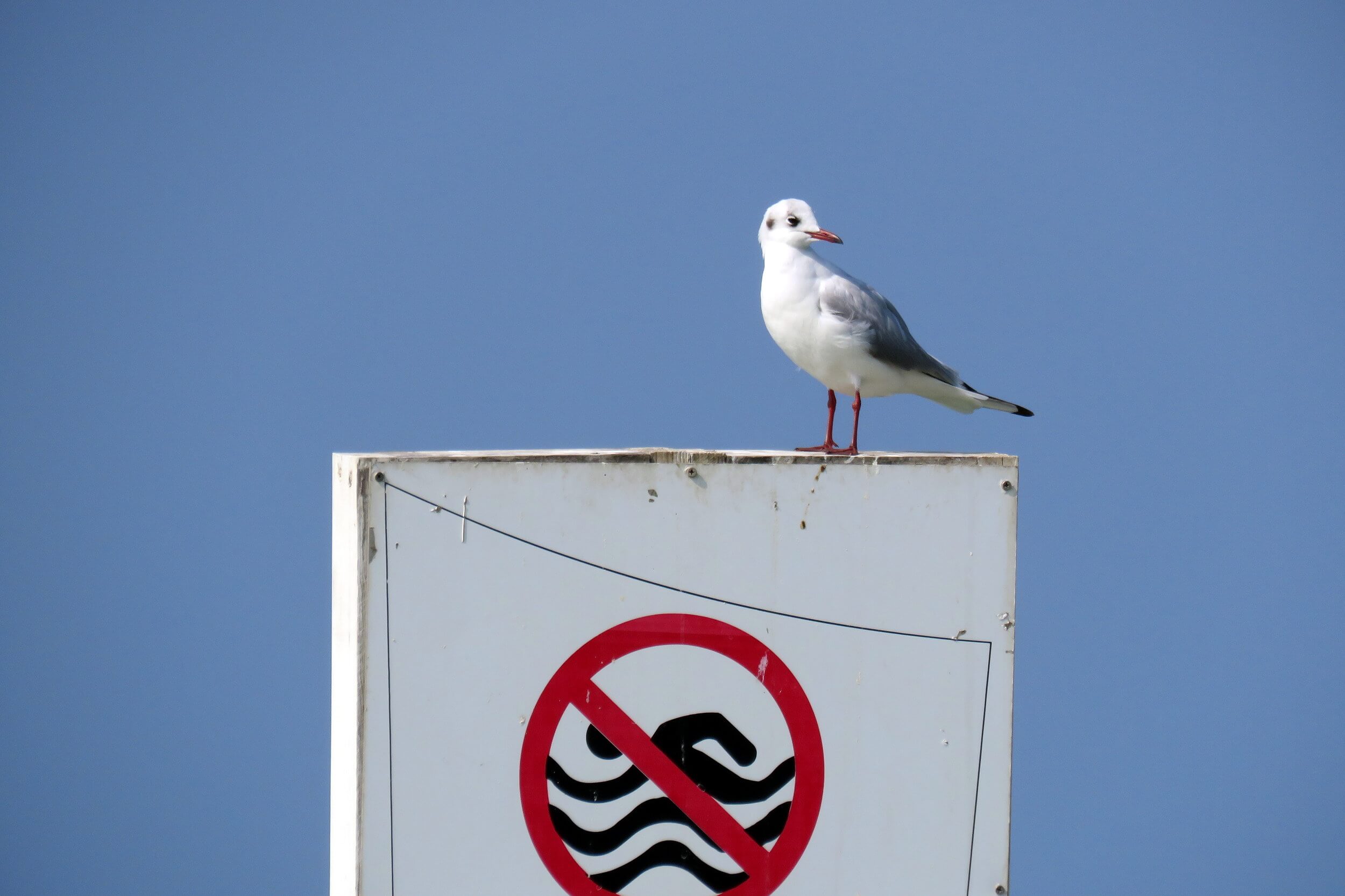 Swimming is forbidden, flying is allowed