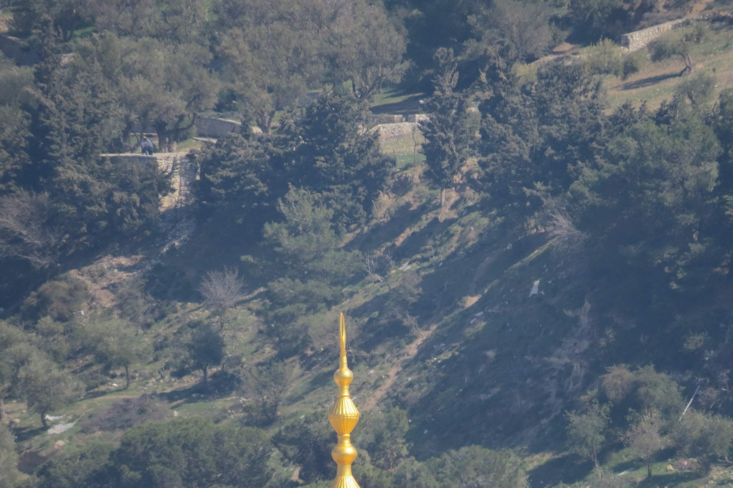 Tip against a background of olive grove