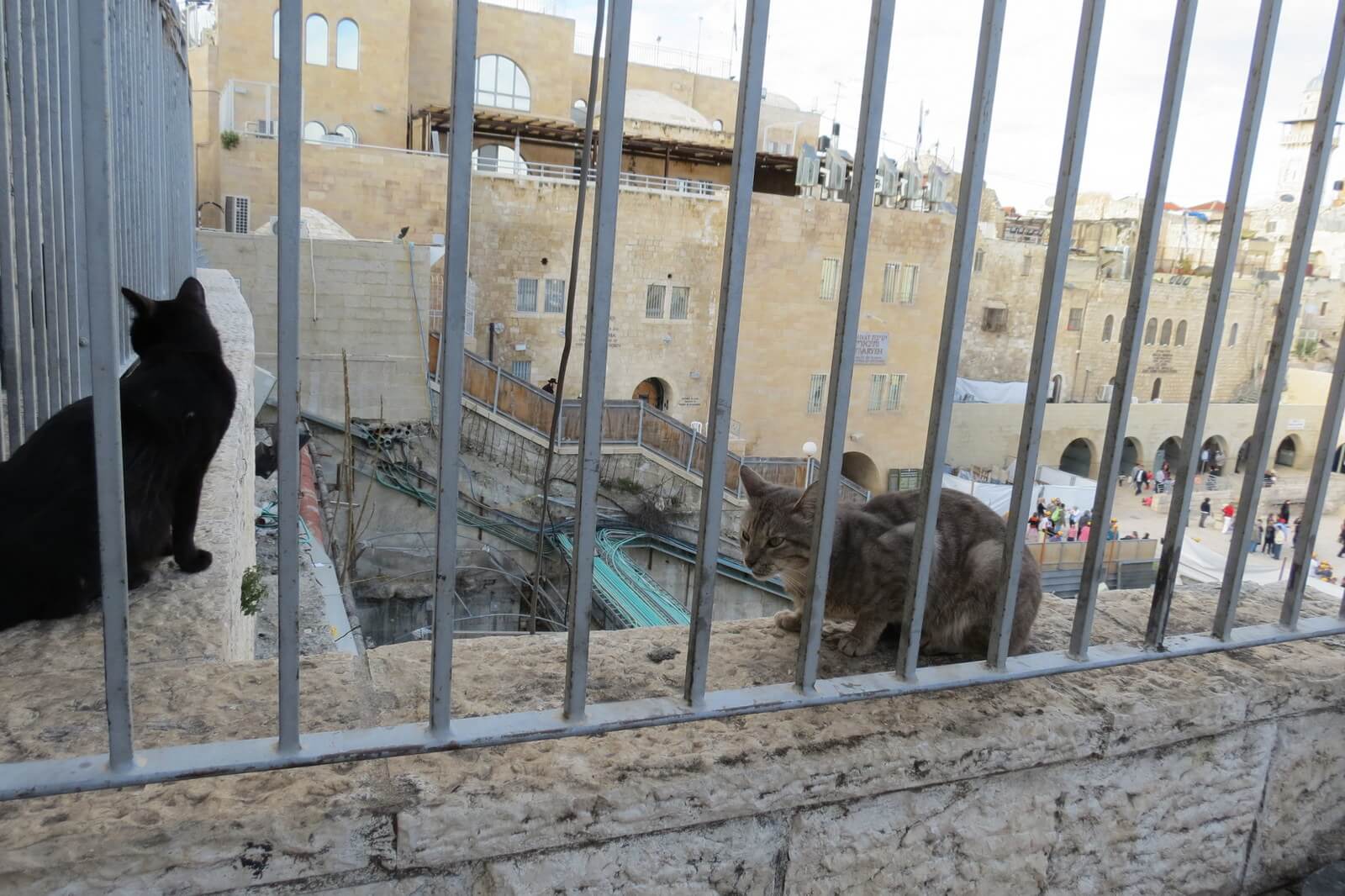 Western Wall Cats