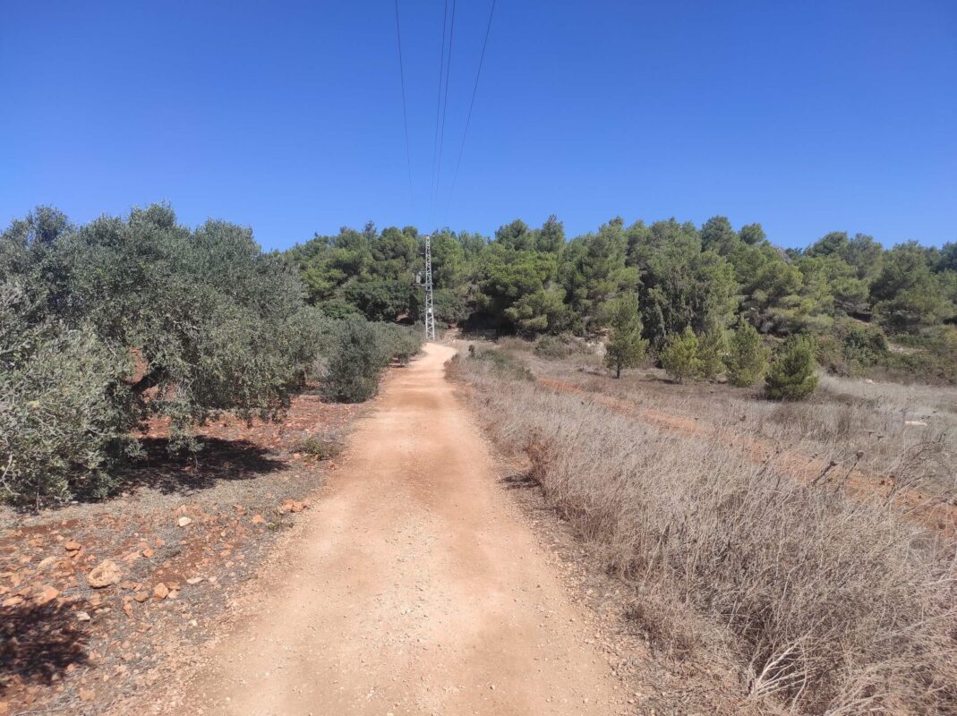 Olives, pines and electricity