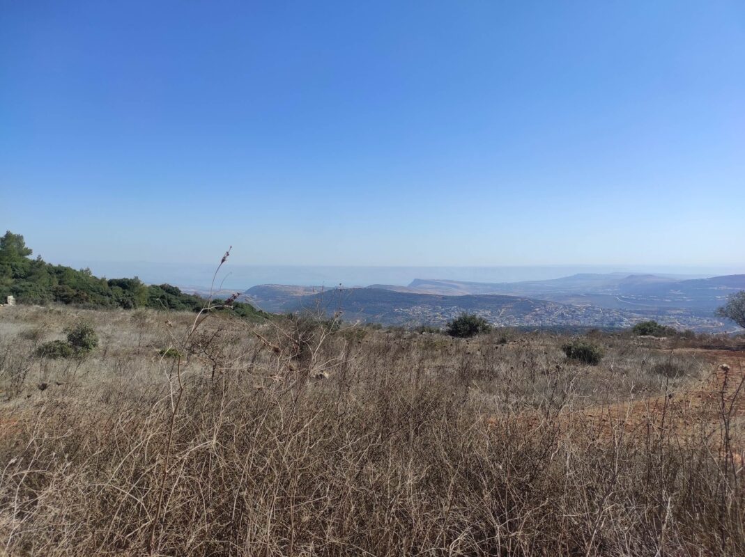 The Sea of Galilee and a single ear of wheat