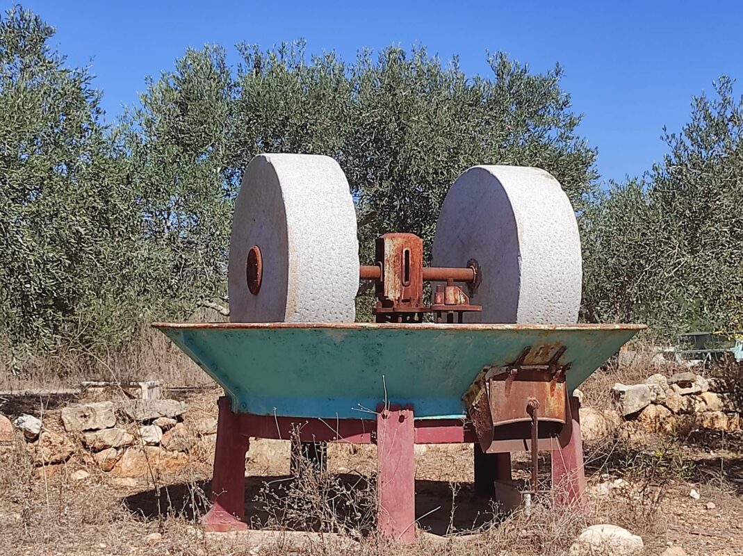 Millstones and olives on the tree