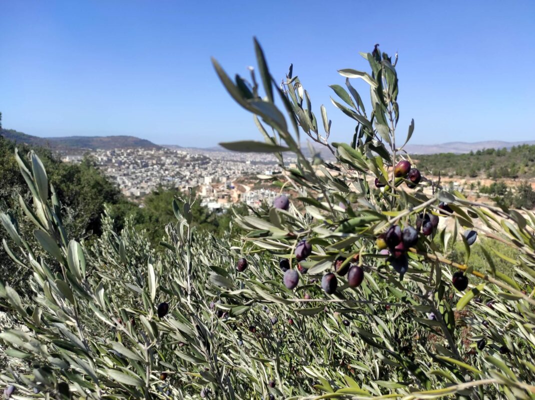 Black and delicious olives