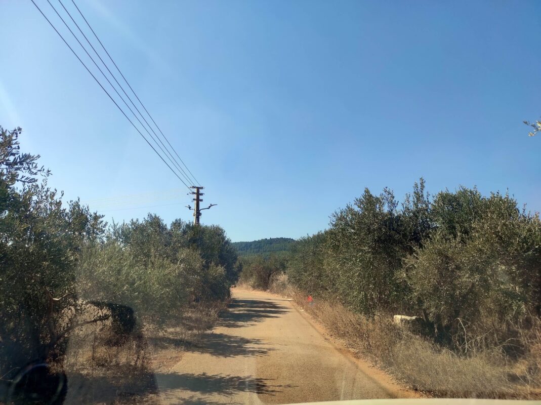 Olive Street in Avtalion. Really! 