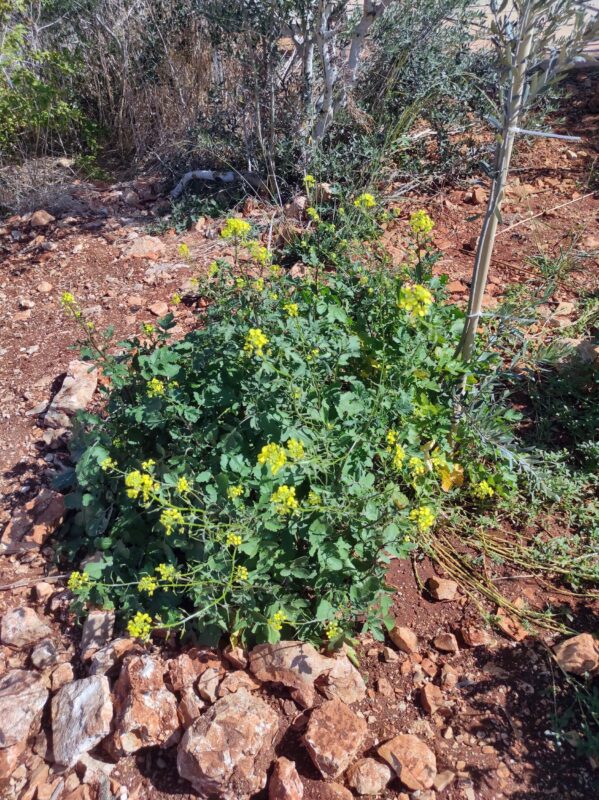 Delicious and spicy mustard bush