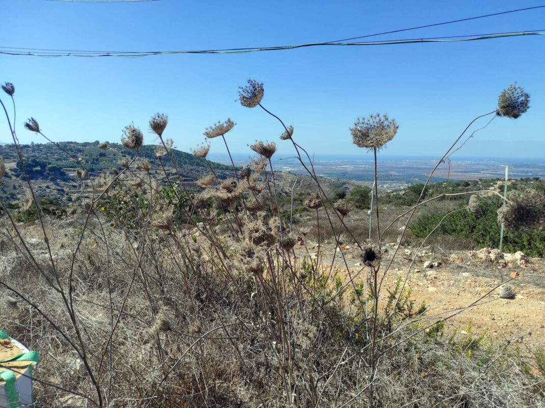 A dry and not at all orange carrot