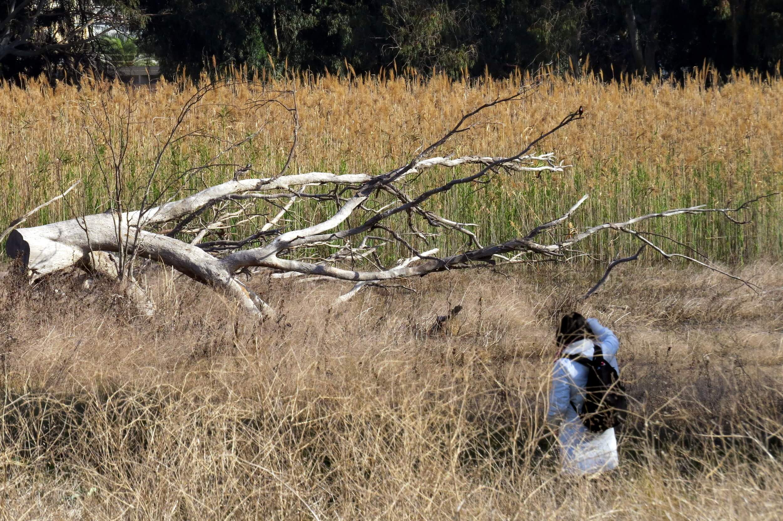 Tangled Branches in a Thicket of Reeds