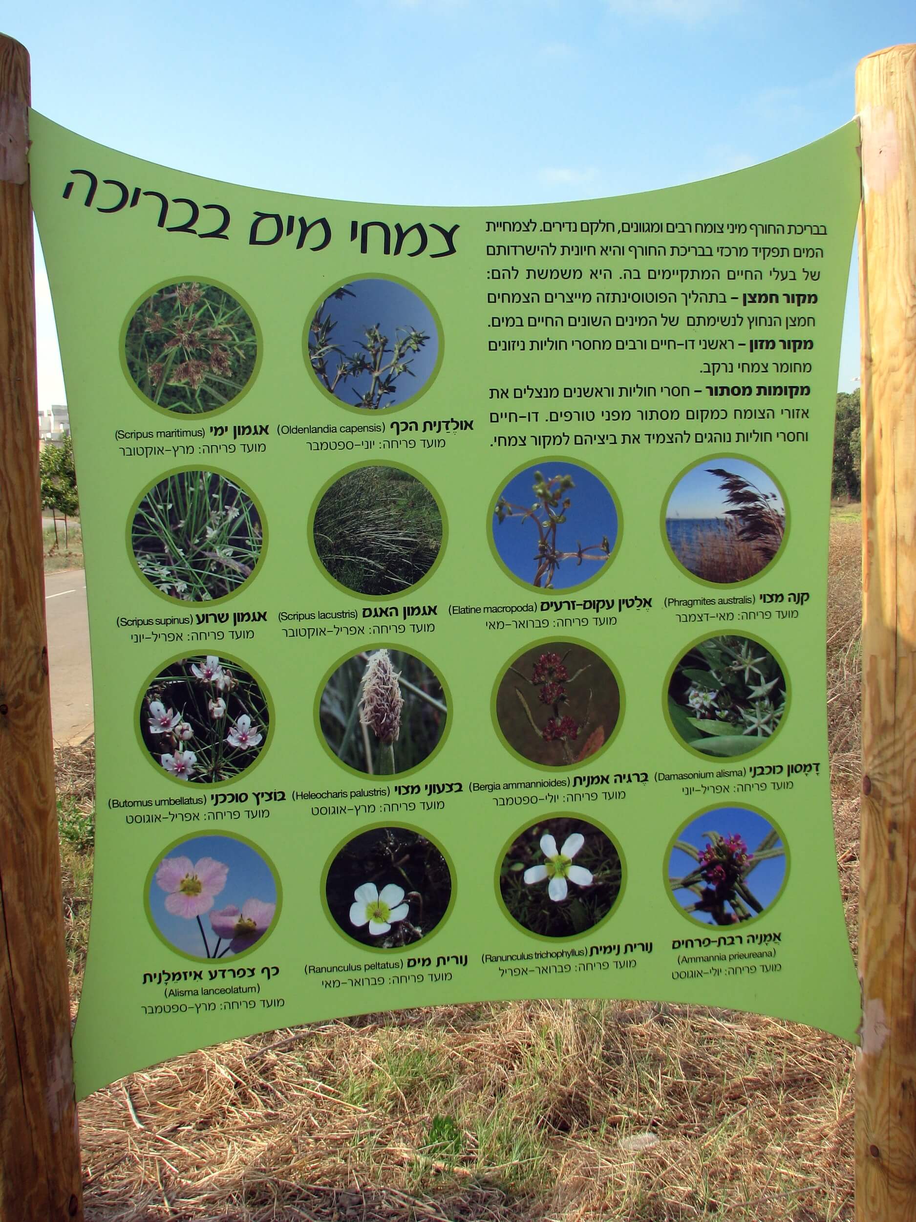 Water Plants in the Pool