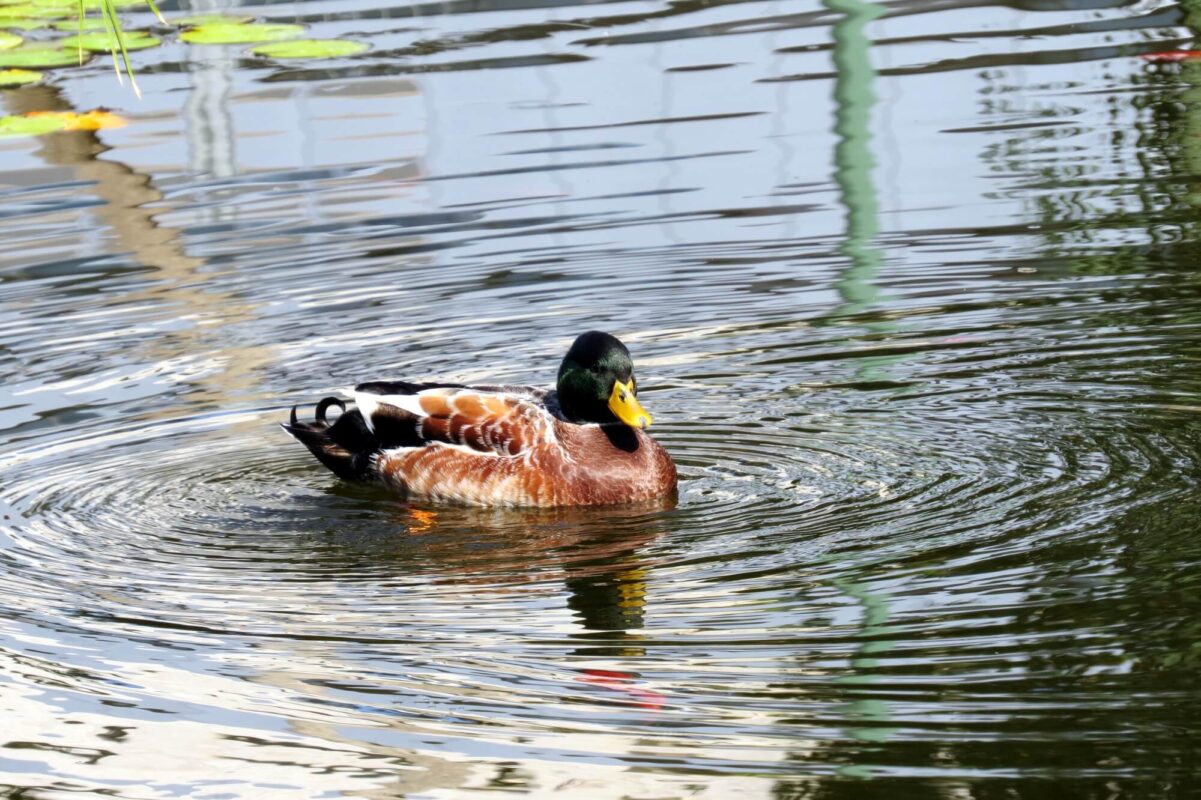 ברכיה במלוא הדרו