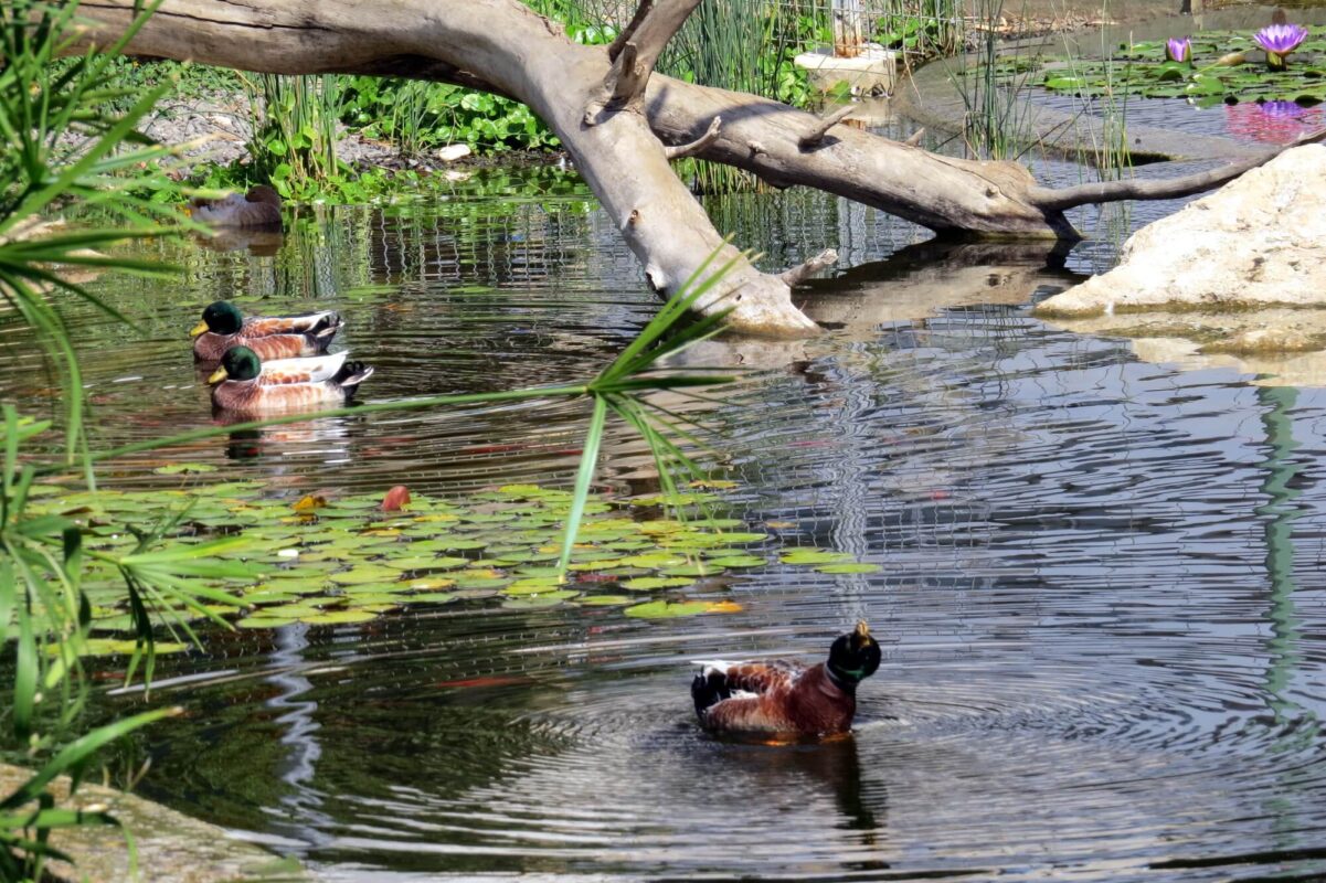 ברכיות נהנים מהאדוות
