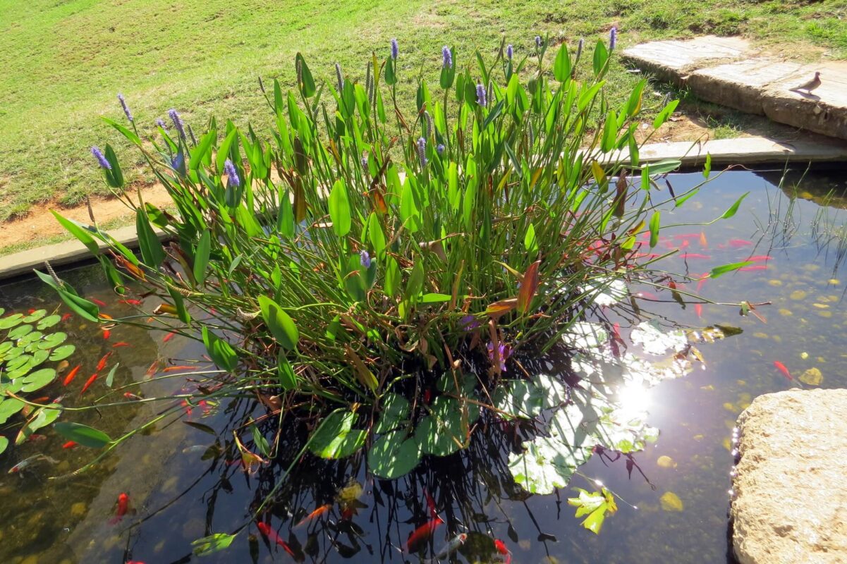 פונטדריה לבובה