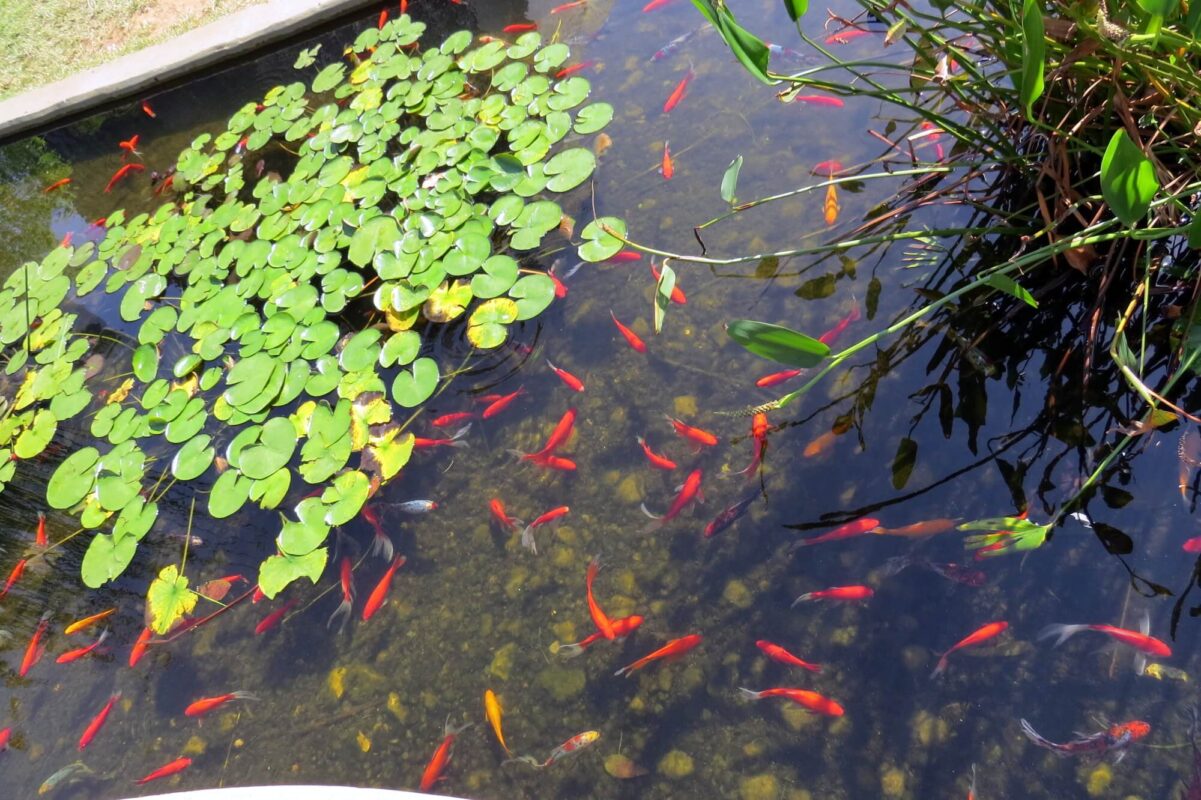 דגיגונים אדומים