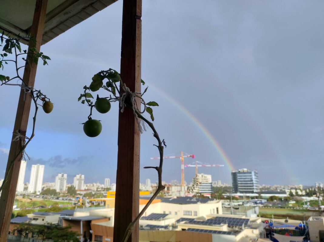 גם העגבניות נהנות