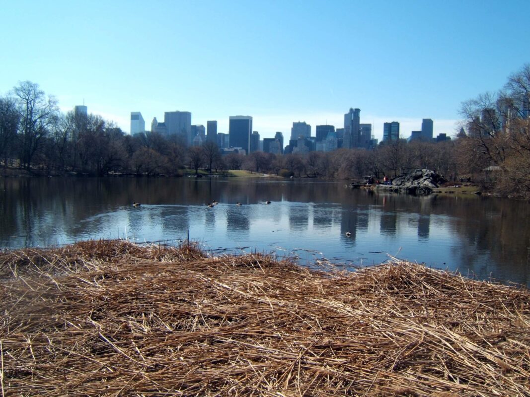 A bit of Central Park