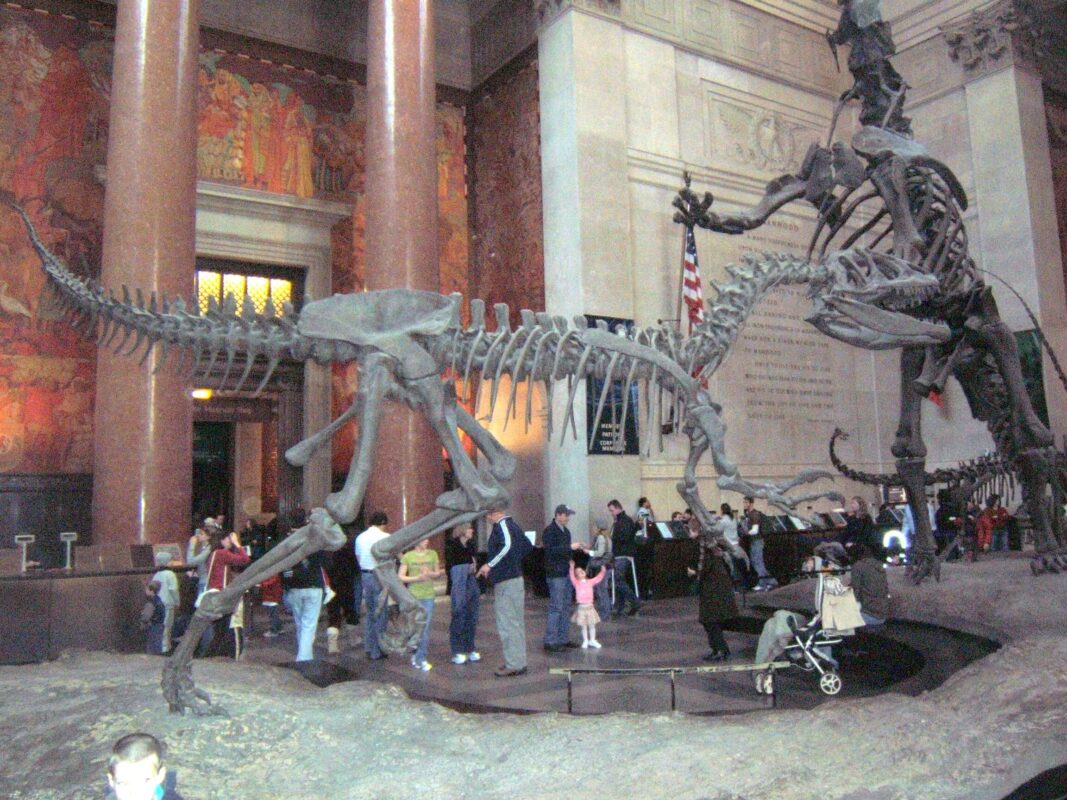 Dinosaur in the Museum of Natural History