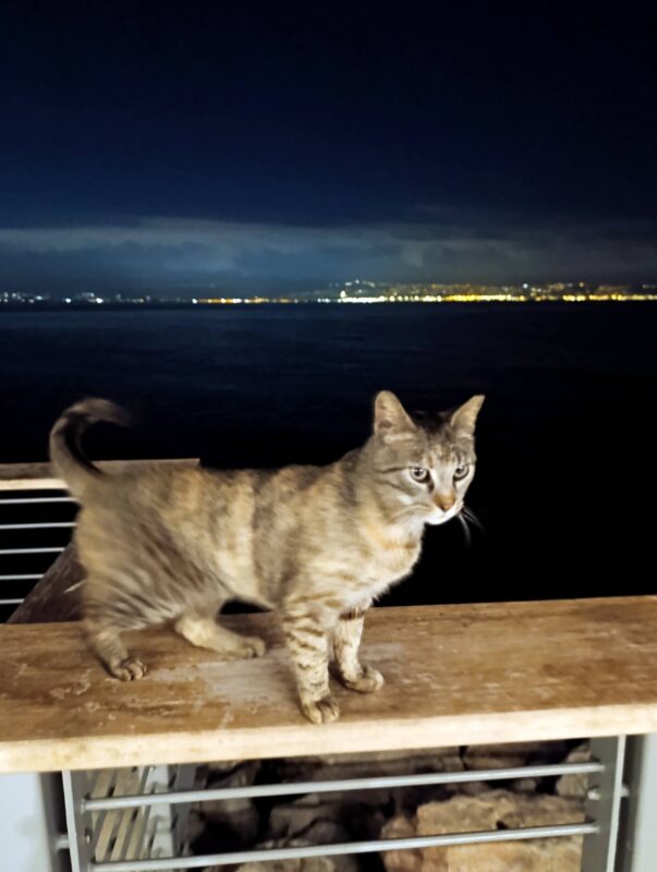 Very friendly cat on the new promenade