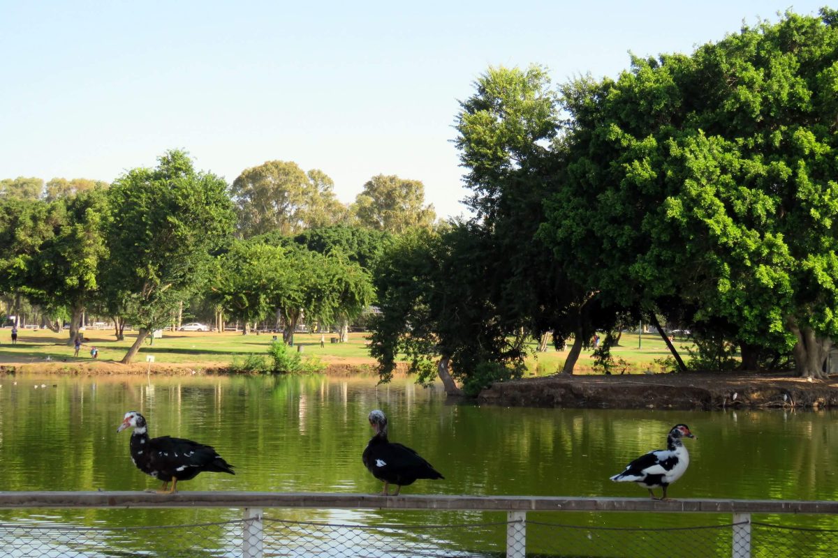 Domesticated Muscovy ducks