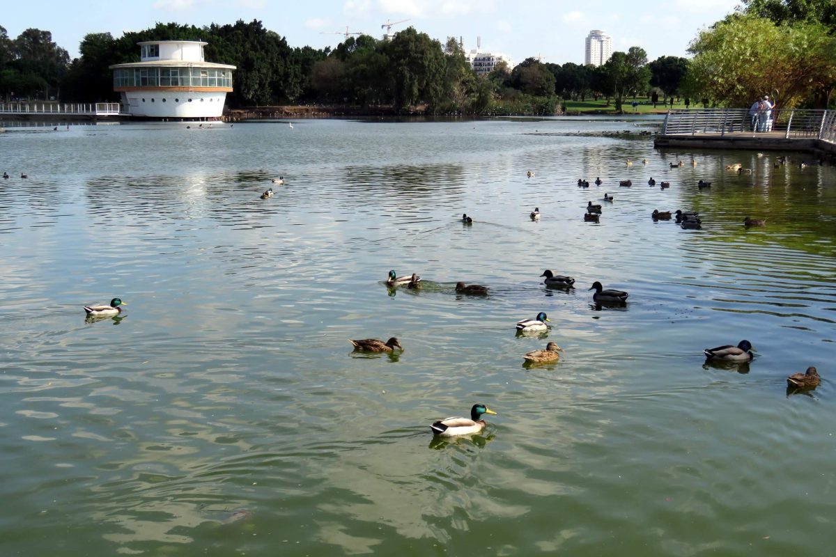 Ducks and restaurant