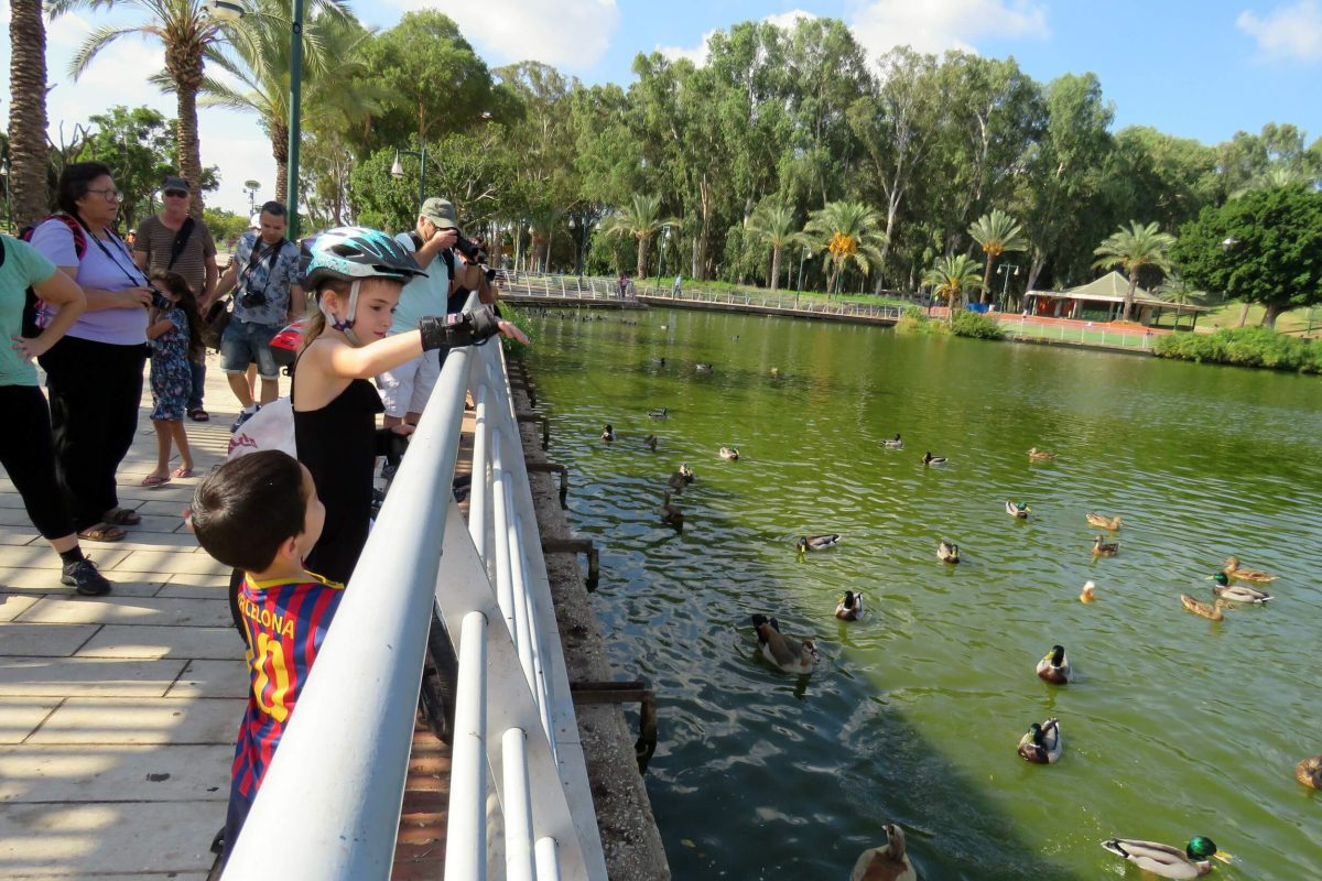 The ducks know where there is food