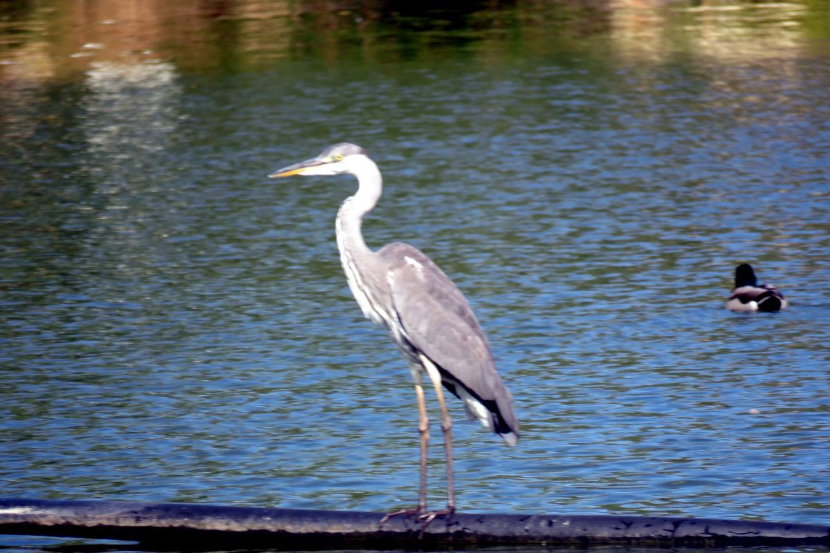 Gray heron