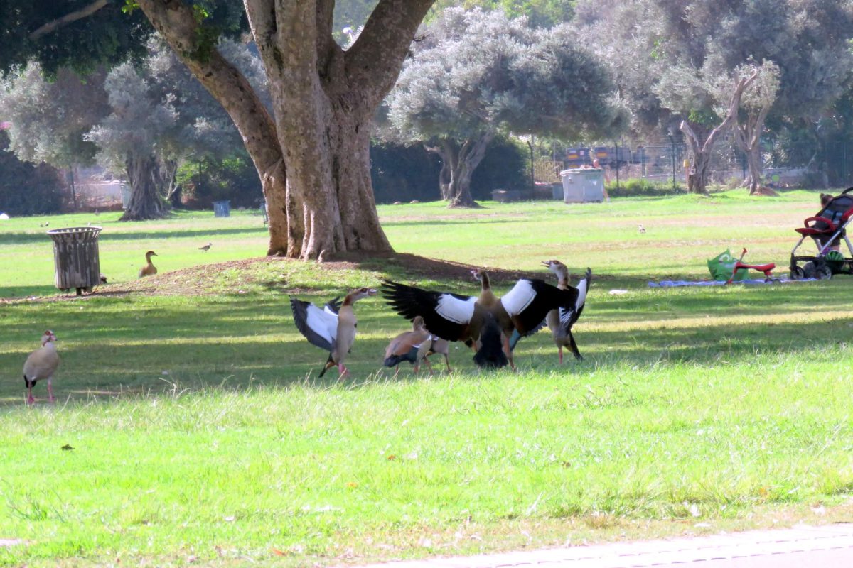 That big, I tell you!