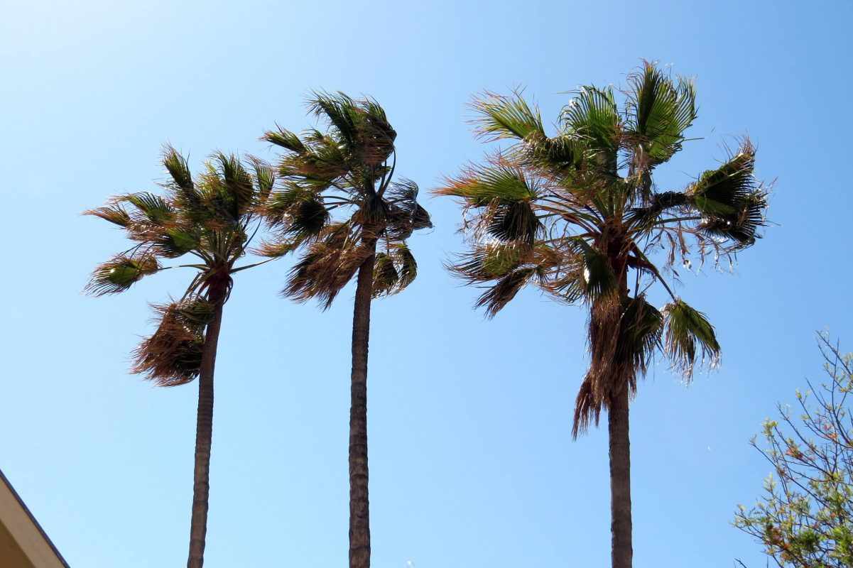 Three palm trees