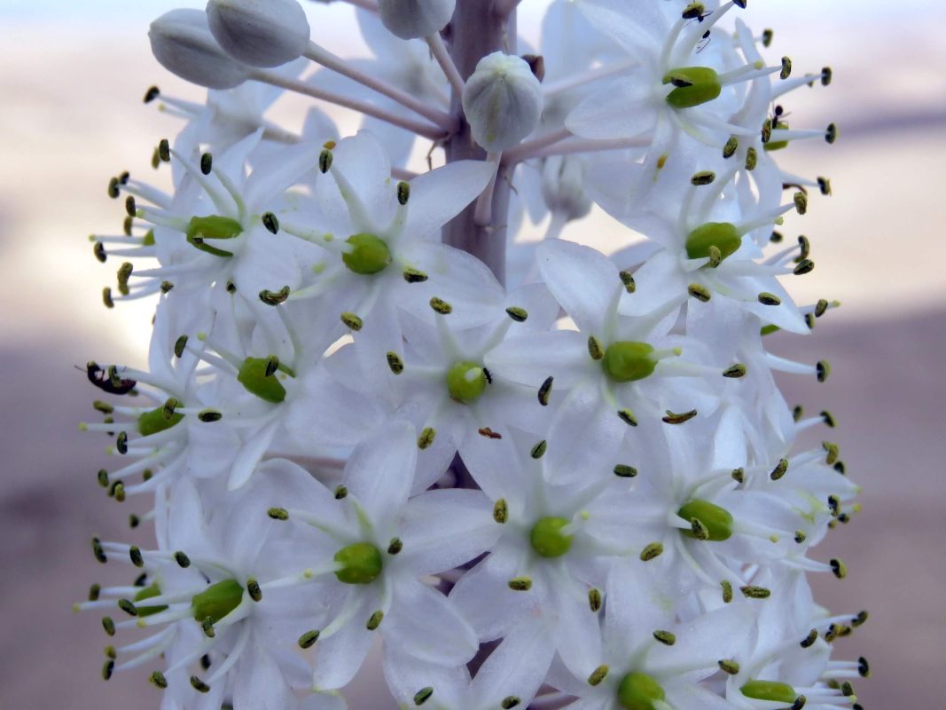 פרח יפה גם מקרוב