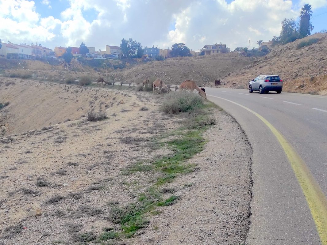 אורחה בכביש