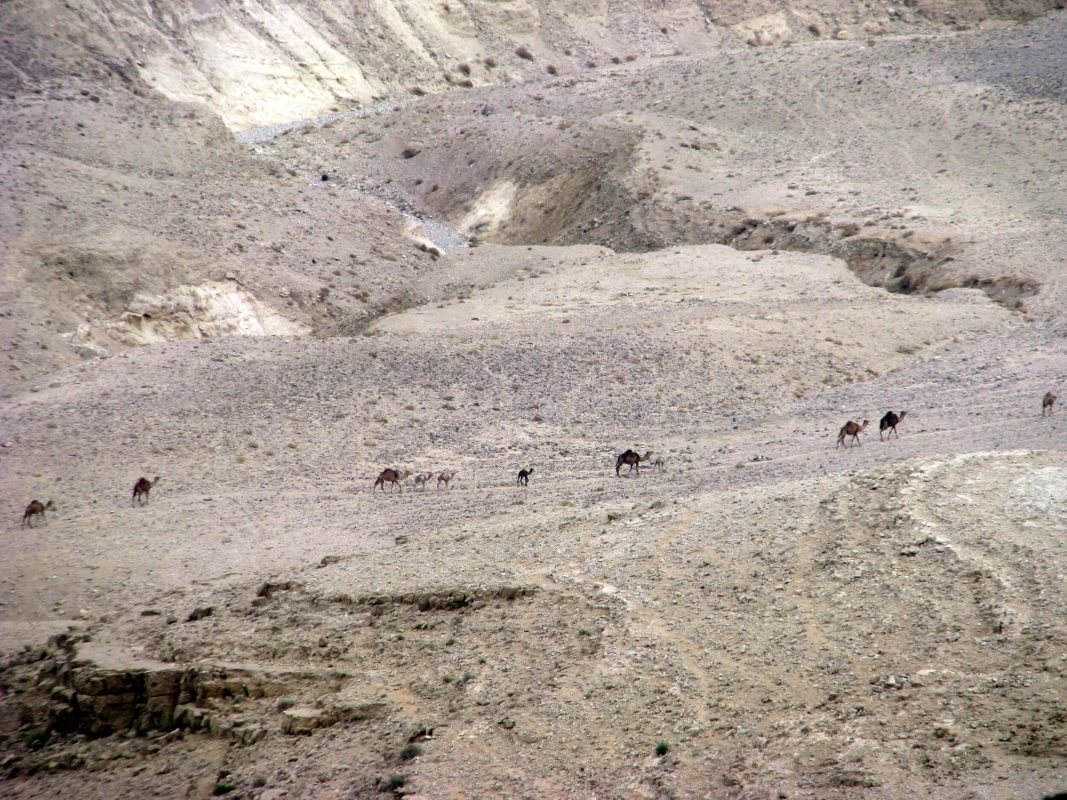 אורחת גמלים במדבר
