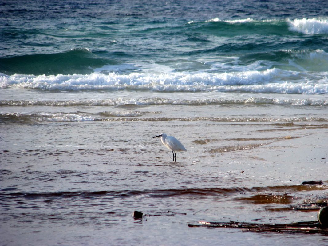 A small, nice and beautiful egret peeked