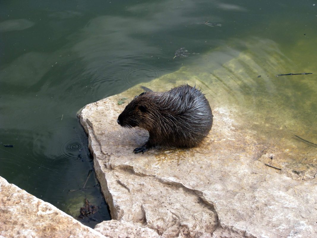 Nutria, Not an Otter