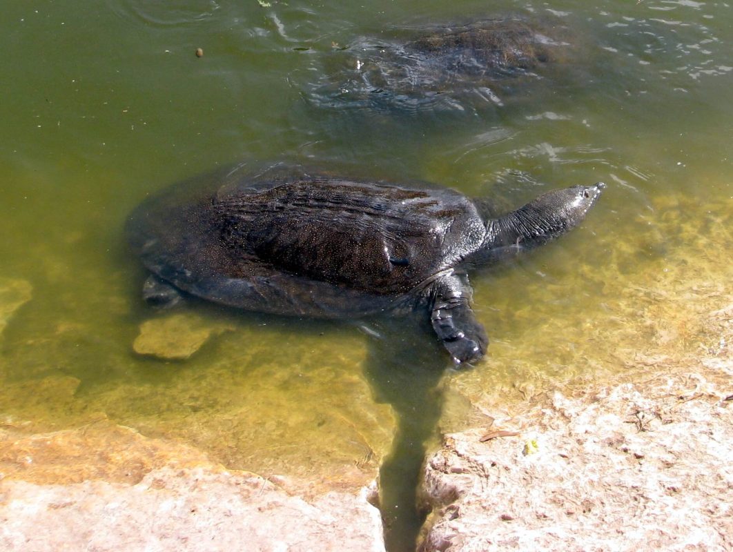 The turtles under the bridge